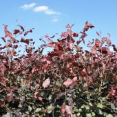 Fagus sylvatica 'Atropurpurea' (7)